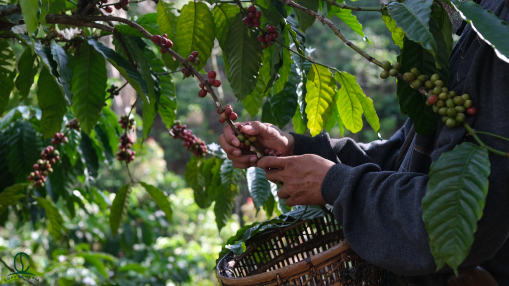 Mastering Roastery Yields: Getting Smart with Wholesale Green Coffee Beans and Consistency in 2026