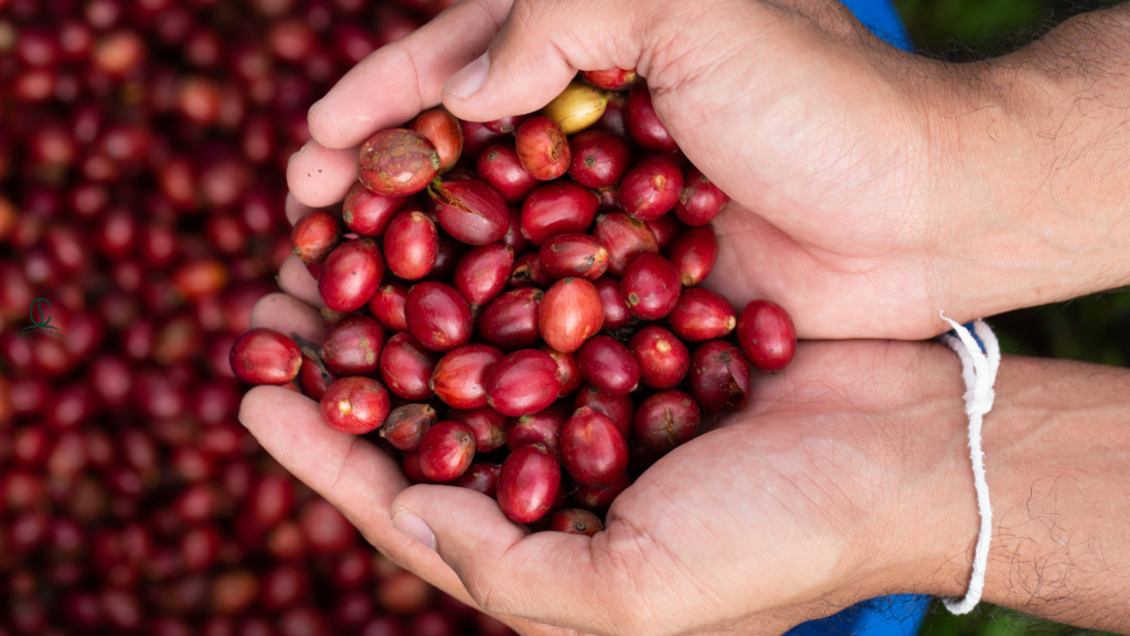 Sourcing Premium Coffee Cherry Tea For Unlocking Profitable Beverage Menus in 2026