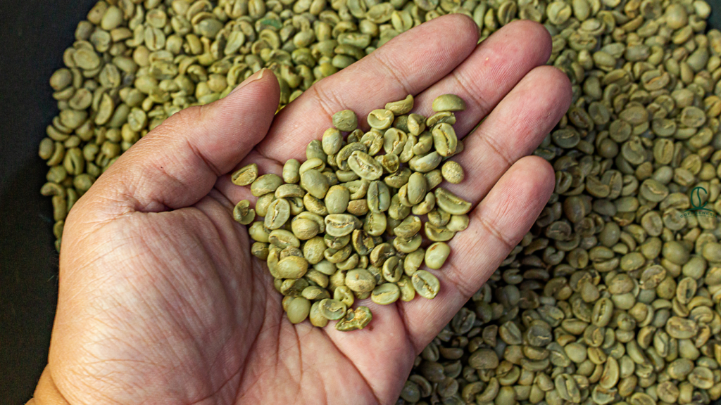 Sourcing Consistent Coffee Beans for Roasters: The Ultimate Guide in 2026
