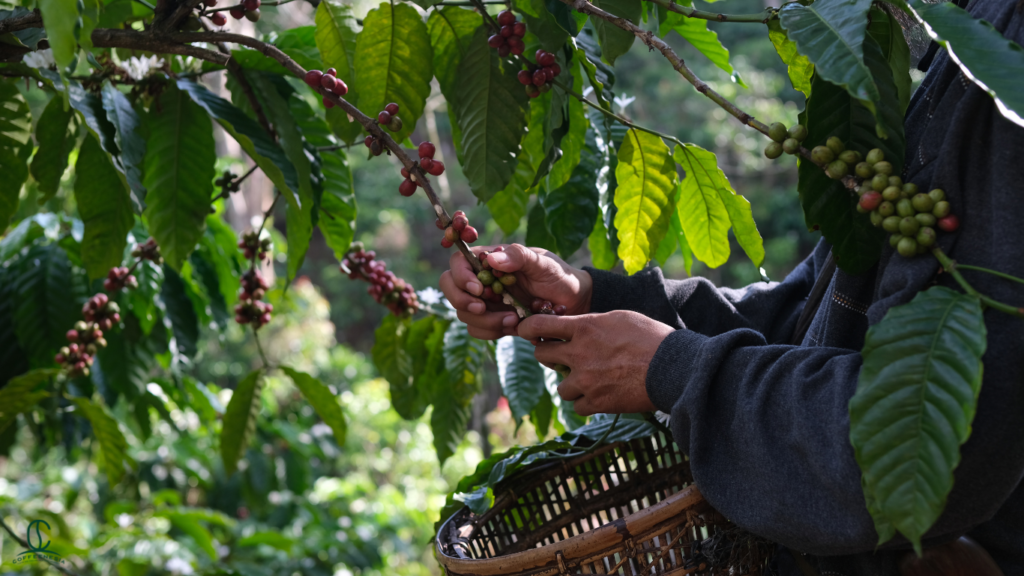 Unlocking Knowledge of Ethical Coffee Sourcing in 2026