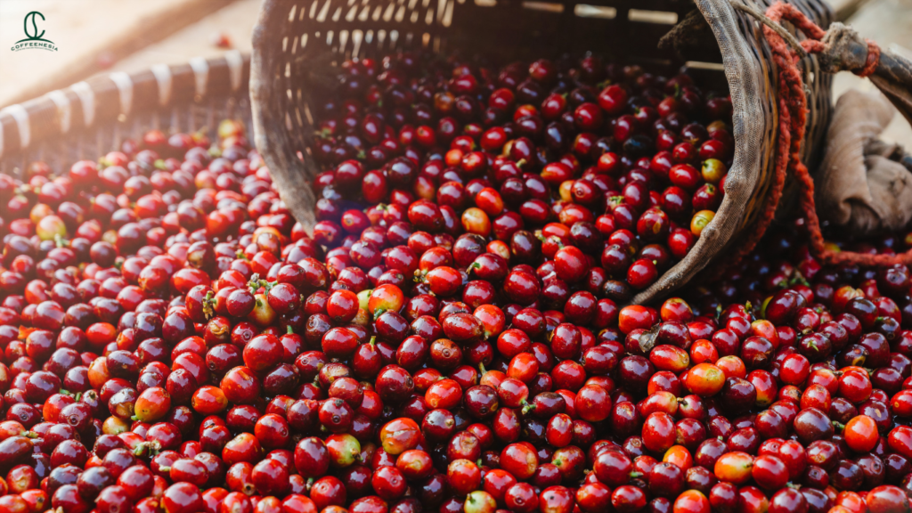 Unlocking the Ultimate Coffee Fruit Tea Benefits for Modern Menus & Capitalizing on the Wellness Boom in 2026