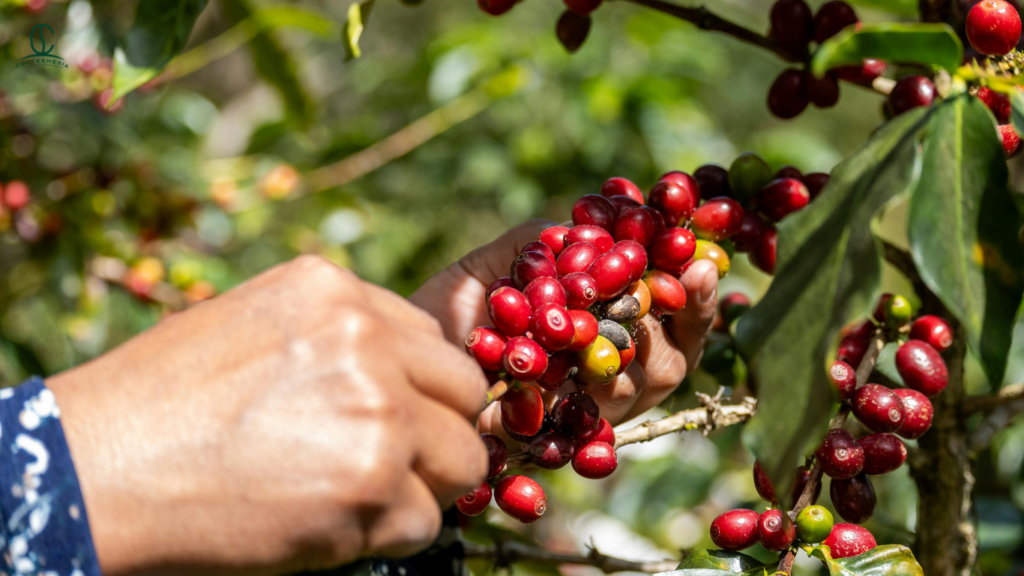 Unlocking the Ultimate Coffee Fruit Tea Benefits for Modern Menus & Capitalizing on the Wellness Boom in 2026