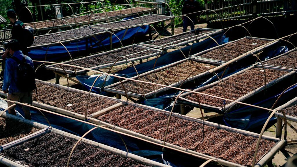 Gayo Coffee Processing and Coffee Bean Drying