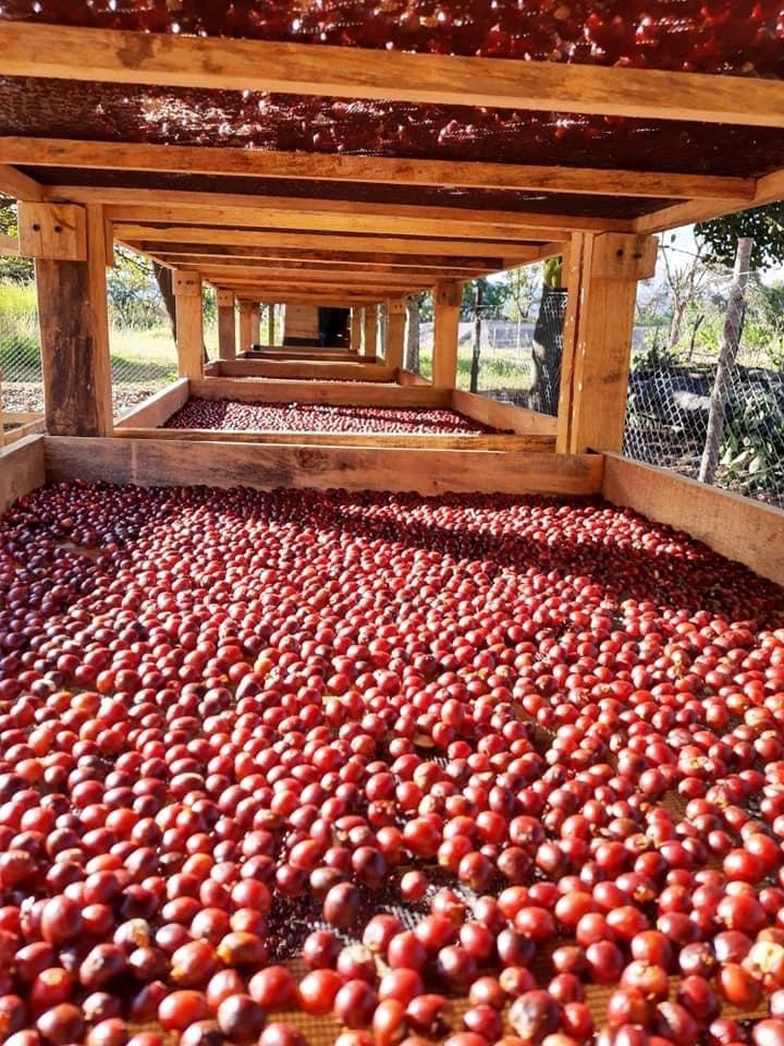 Coffee Processing Methods for Fruity Coffee at Home