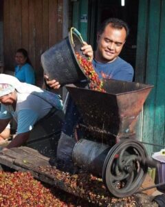 Gayo Coffee Processing Using Wet Hulled Giling Basah Method