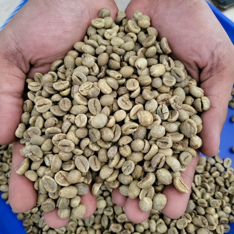 Indonesian Coffee Exporter Arabica and Robusta Coffee Beans