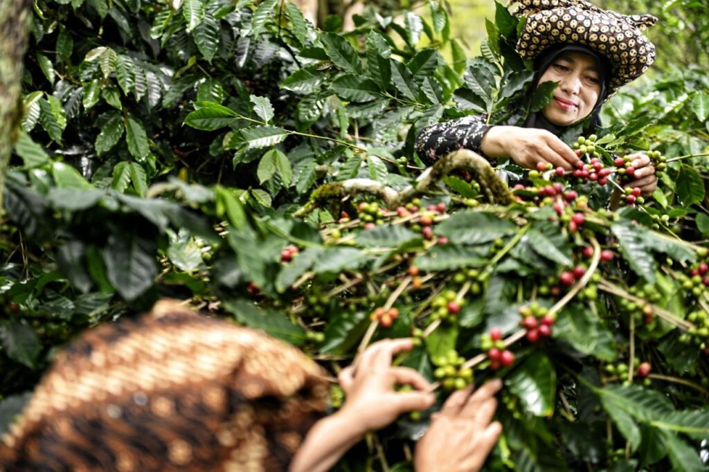 Indonesian coffee farmers preparing coffee for export