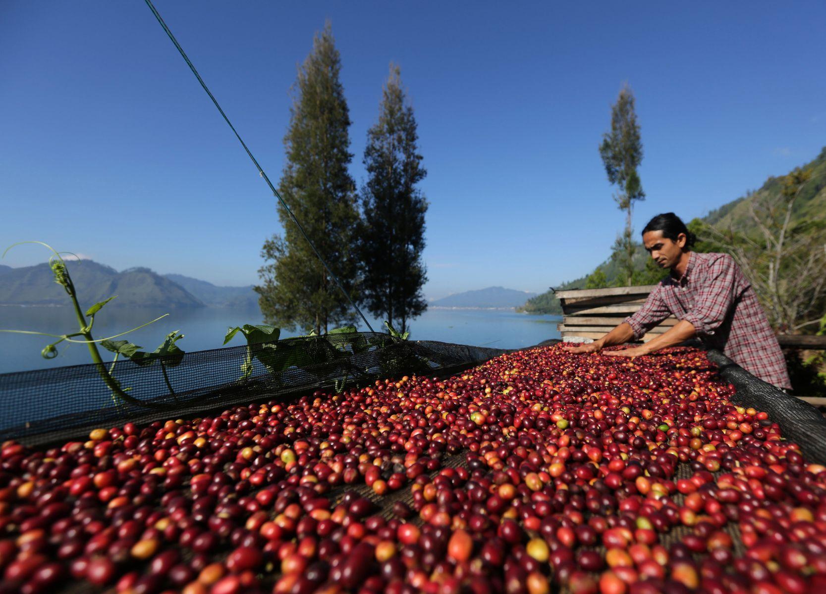 Gayo Coffee Processing in Aceh Indonesia