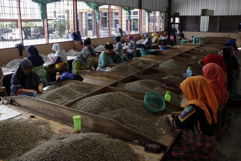 Gayo coffee sample evaluation for international buyers