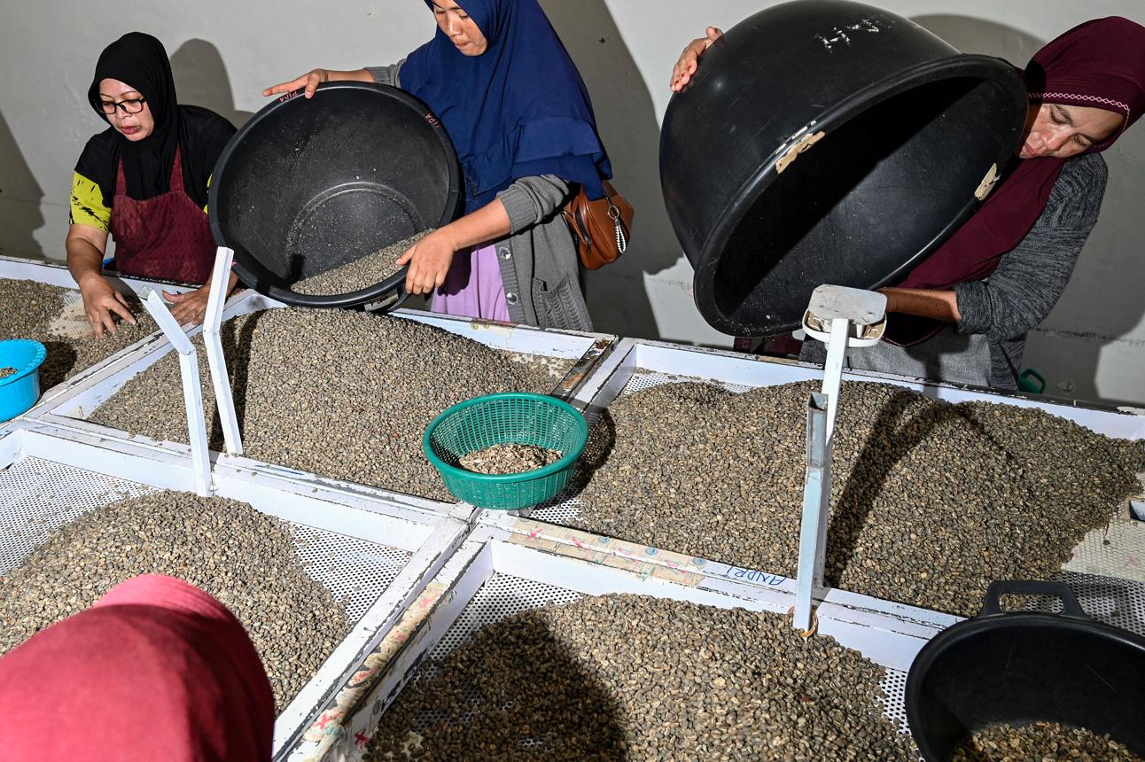 Gayo Coffee Processing in the Gayo Highlands