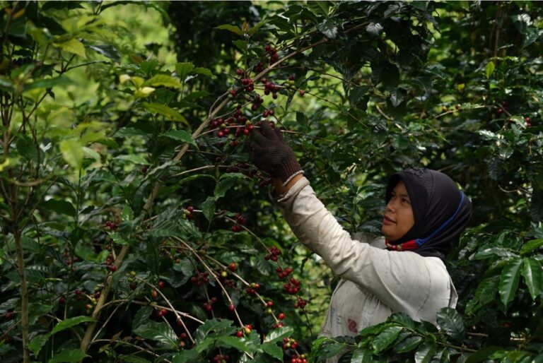 Premium Gayo green coffee beans from Aceh Indonesia