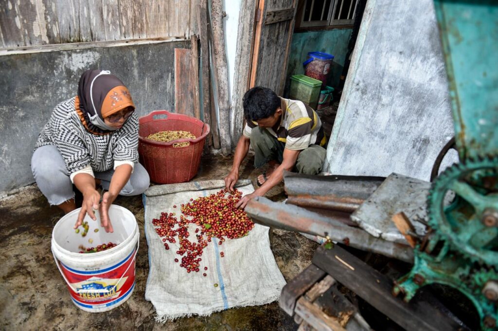 Gayo Coffee Processing in the Gayo Highlands