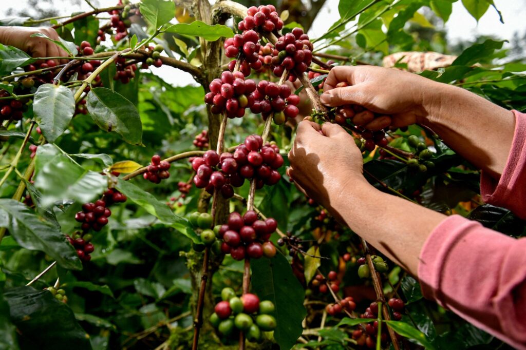 Gayo coffee supplier sourcing Arabica coffee from Aceh Indonesia