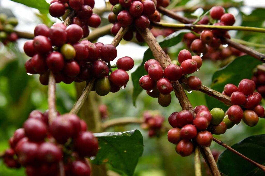 Wholesale Coffee Beans Indonesia from Gayo Aceh