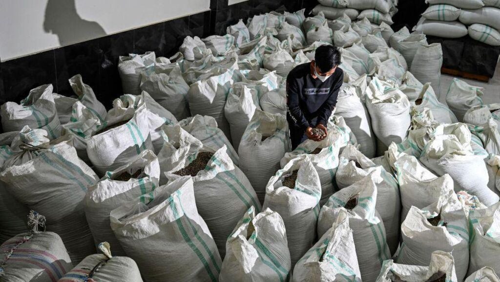 Wholesale Indonesian Green Coffee Beans Quality Inspection